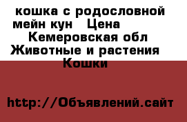 кошка с родословной мейн кун › Цена ­ 6 000 - Кемеровская обл. Животные и растения » Кошки   